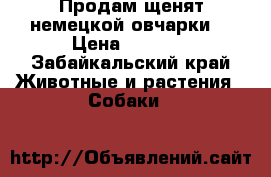Продам щенят немецкой овчарки  › Цена ­ 5 000 - Забайкальский край Животные и растения » Собаки   